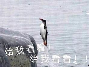 娱乐吃瓜君遛鸟大师是谁